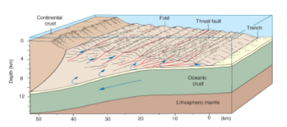 <ul><li><p>Contains thrusts.</p></li><li><p>Thrust faults form above the down going oceanic crust.</p></li><li><p>Folds form between the thrust faults. </p></li></ul><p></p>