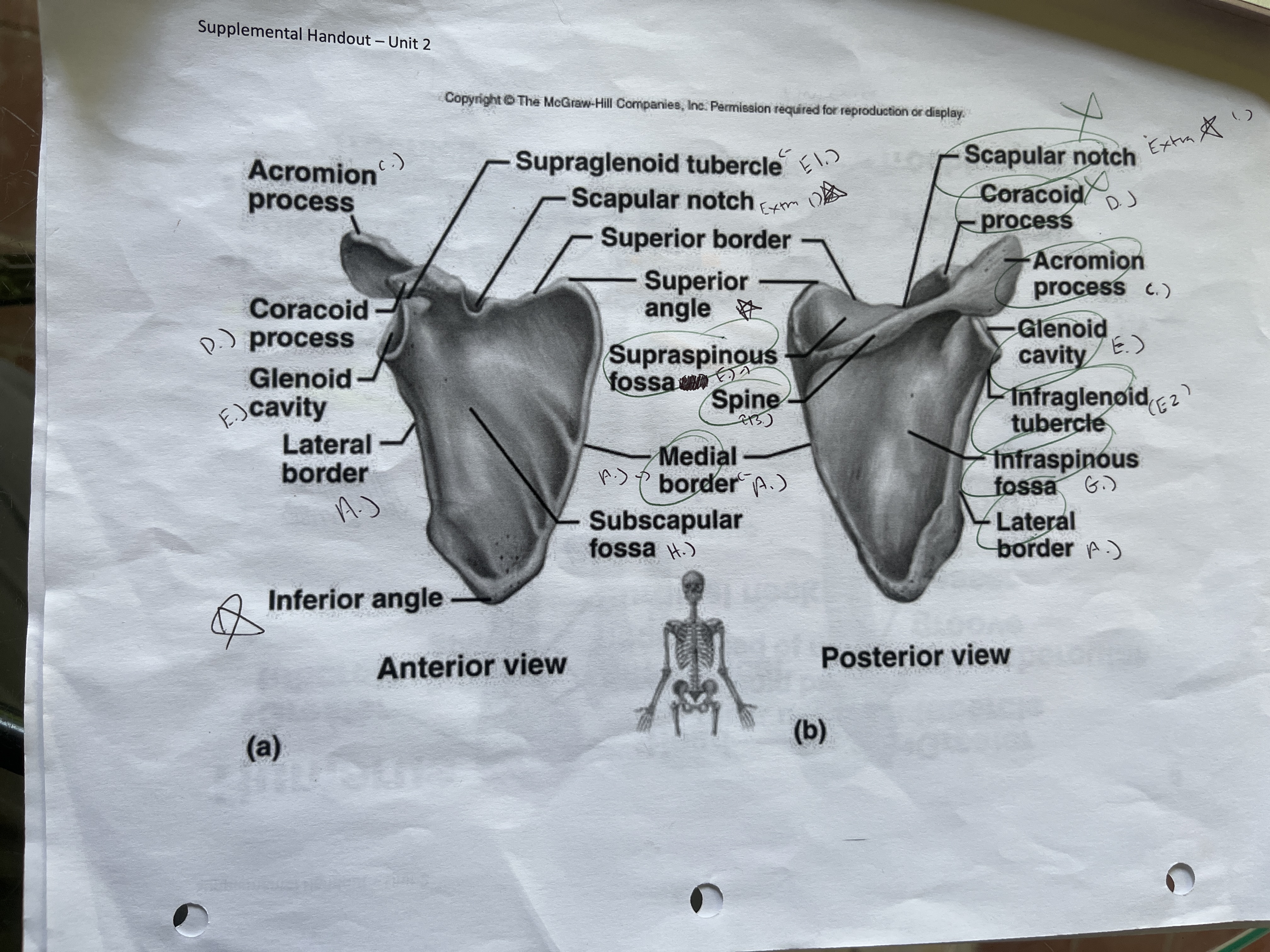 <p> -Superior and anterior angle ( top and bottom of scapula </p><p>-medial and lateral borders ( vertebra border sit close to spine) ( axillary border closer to armpit) </p><p>-spine ( posterior view) </p><p>-acromion process ( wing like project from spine) </p><p>-Coracoid process ( bird beck) </p><p>- Glenoid fossa ( where head of humerus goes) </p><p>-supraglenoid tubercle and infraglenoid tubercle ( bump on top of glenoid) ( bump on the bottom of glenoid) </p><p>-supraspinous and Infraspinous  - separates rhe spine top to bottom </p><p>-subscapular fossa - scooped out area of anterior side of Scapula </p><p></p>