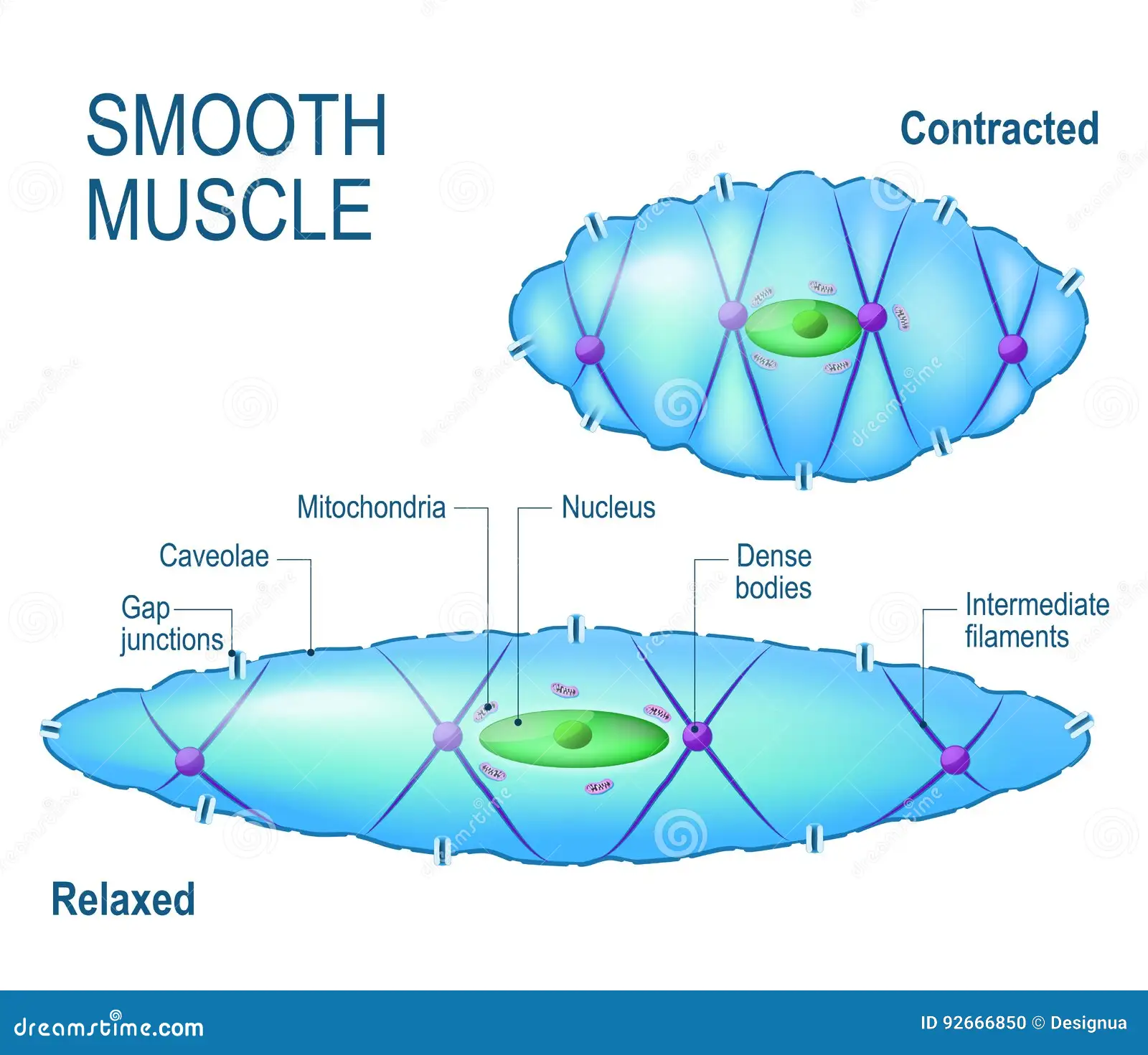 Muscle Cell.