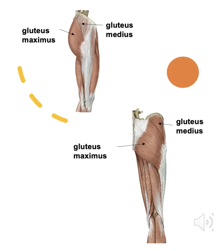 <p>What is the primary function of the gluteus maximus?</p>