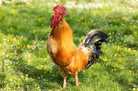 <p>gallo</p>