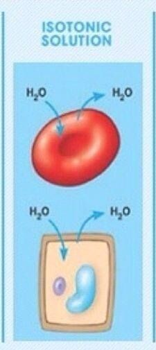 <p><span style="background-color: transparent;"><span>animal cells = stays the same size</span></span></p><p><span style="background-color: transparent;"><span>plant cells = stays the same size</span></span></p><p><br></p>