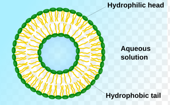 <p>Biomolecules:</p><ul><li><p>phospholipid shell + cytoplasm like liquid = membrane sacs</p></li><li><p>only eukaryotic, plant + animal cells</p></li></ul><p>Function:</p><ul><li><p>transport substances into and out of cell, often proteins (steps 4 &amp; 6)</p></li></ul><p></p>