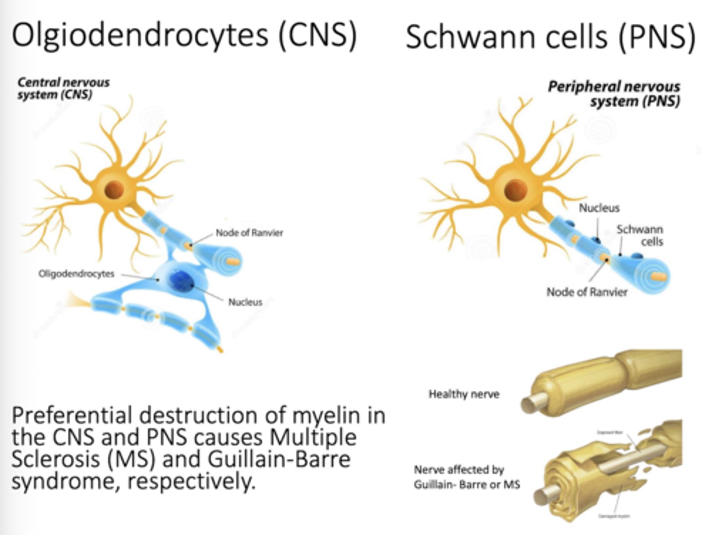 <p>Oligodendrocytes - CNS</p><p>Schwann cells - PNS</p>