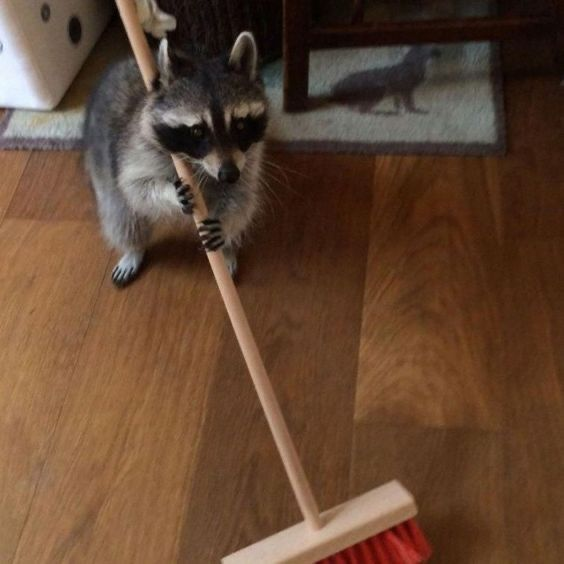 <p>sweep the floor</p>