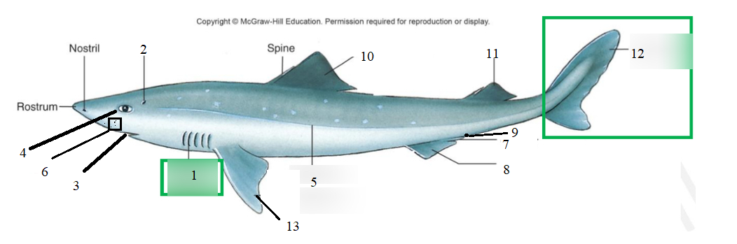 <p>Phylum?<br>subphylum?<br>Class?<br>Symmetry? Tissue type?<br>Cavity?</p><p>all the numbers</p>