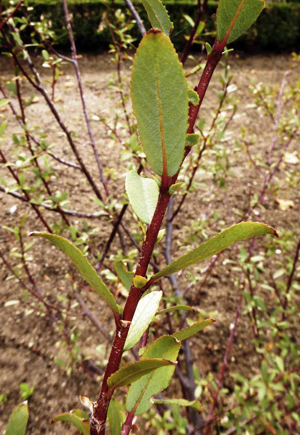 <p>Salix triandra</p>