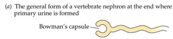 <ul><li><p>Located in the cortex and surrounds the glomerulus, a network of capillaries that provides direct access to the blood</p></li><li><p>This close association allows filtration of blood plasma under pressure, forming the initial filtrate (primary urine)</p></li><li><p>Small solutes and water pass from the blood into Bowman’s capsule, while large molecules (proteins and cells) are retained in the blood</p></li></ul><p></p>