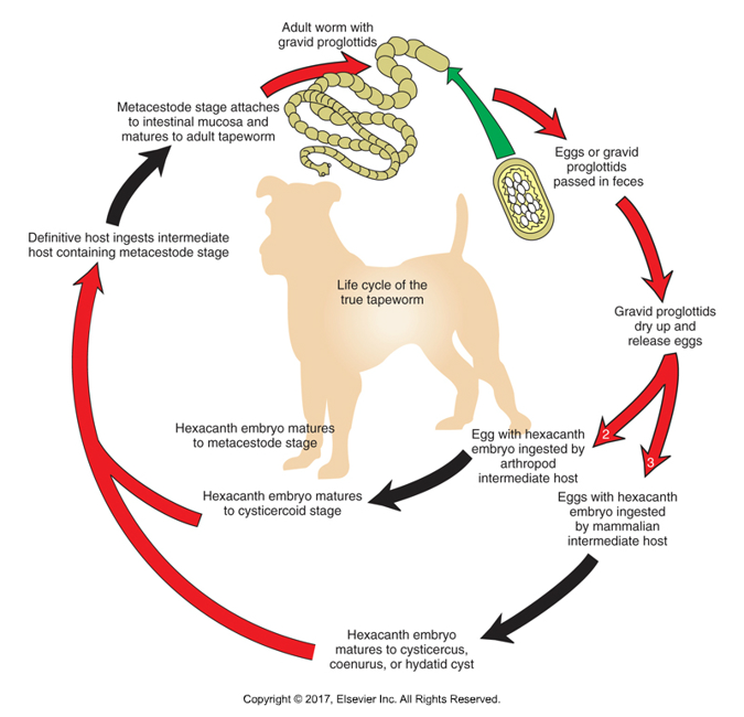 <ol><li><p>Gravids pass in feces into environment​</p></li><li><p>Rupture and release hexacanth embryos (eggs)​</p></li><li><p>Eggs must be swallowed by intermediate host, depending on species can be vertebrate or invertebrate​</p></li><li><p>Develop in intermediate host to larval metacestode stage​</p></li><li><p>Definitive host ingests intermediate host​</p></li><li><p>Juvenile emerges from metacestode state and attaches to intestine, begins to produce strobila​</p></li><li><p>Proglottids have muscles and can move, can find in feces, hair coat or bedding of infected animal</p></li></ol><p></p>