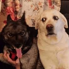 <p>An epidemiologic study that compares activities of people who developed a disease (cases) with those of people who did not (controls); controls are compared for similarities to discover patterns</p>