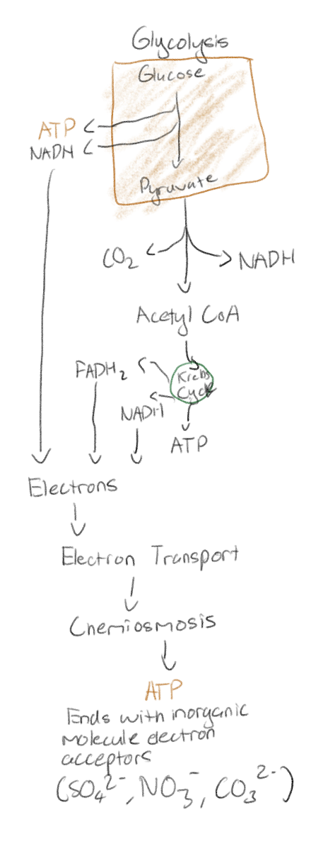 <p>It is not fermentation</p><p>Is preformed by some microbes</p><p>It includes the Krebs cycle and oxidative phosphorylation (electron transport chain and chemiosmosis); but no oxygen is involved </p><p>Uses a different final electron acceptor like nitrate</p>