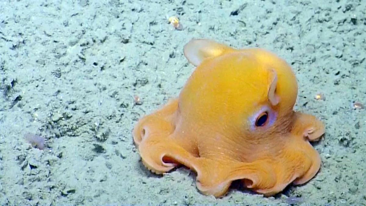 <p>Dumbo Octopus</p>