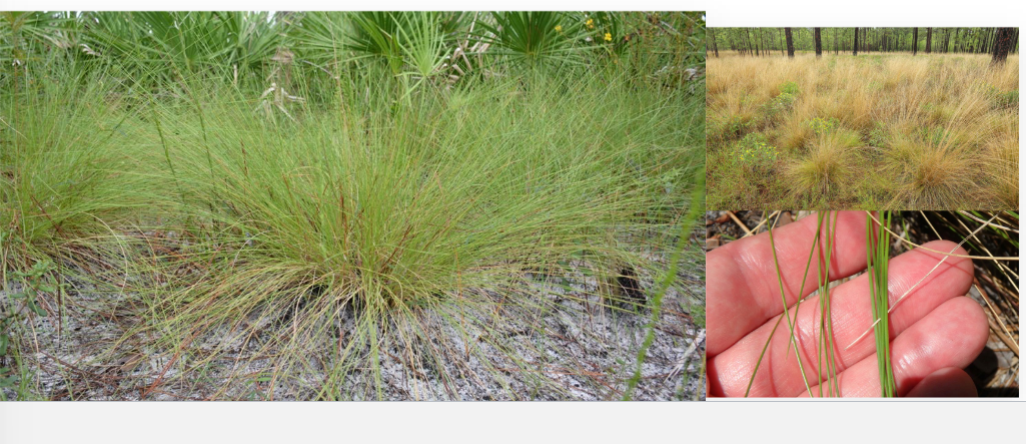 <p>wiregrass, poaceae family</p><p>long wirey, needle like leaves</p><p>fire adapted</p>