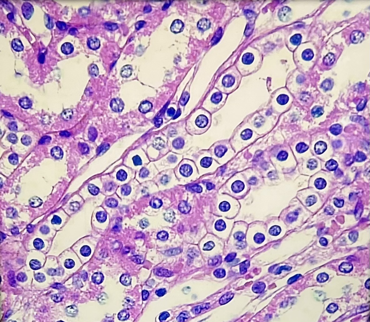 <p>What tissue type is this? What is its function?</p>