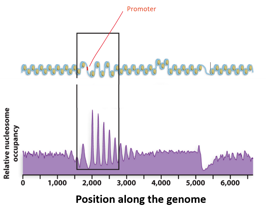 <p>The promoter of the gene shown in the image is:</p><p>a) Open to transcription</p><p>b) Closed to transcription</p>