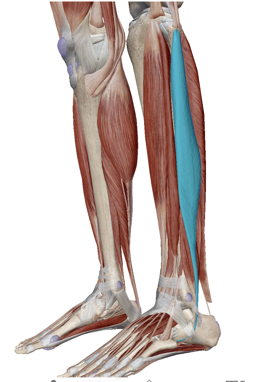 <p>Identify the highlighted muscle</p>