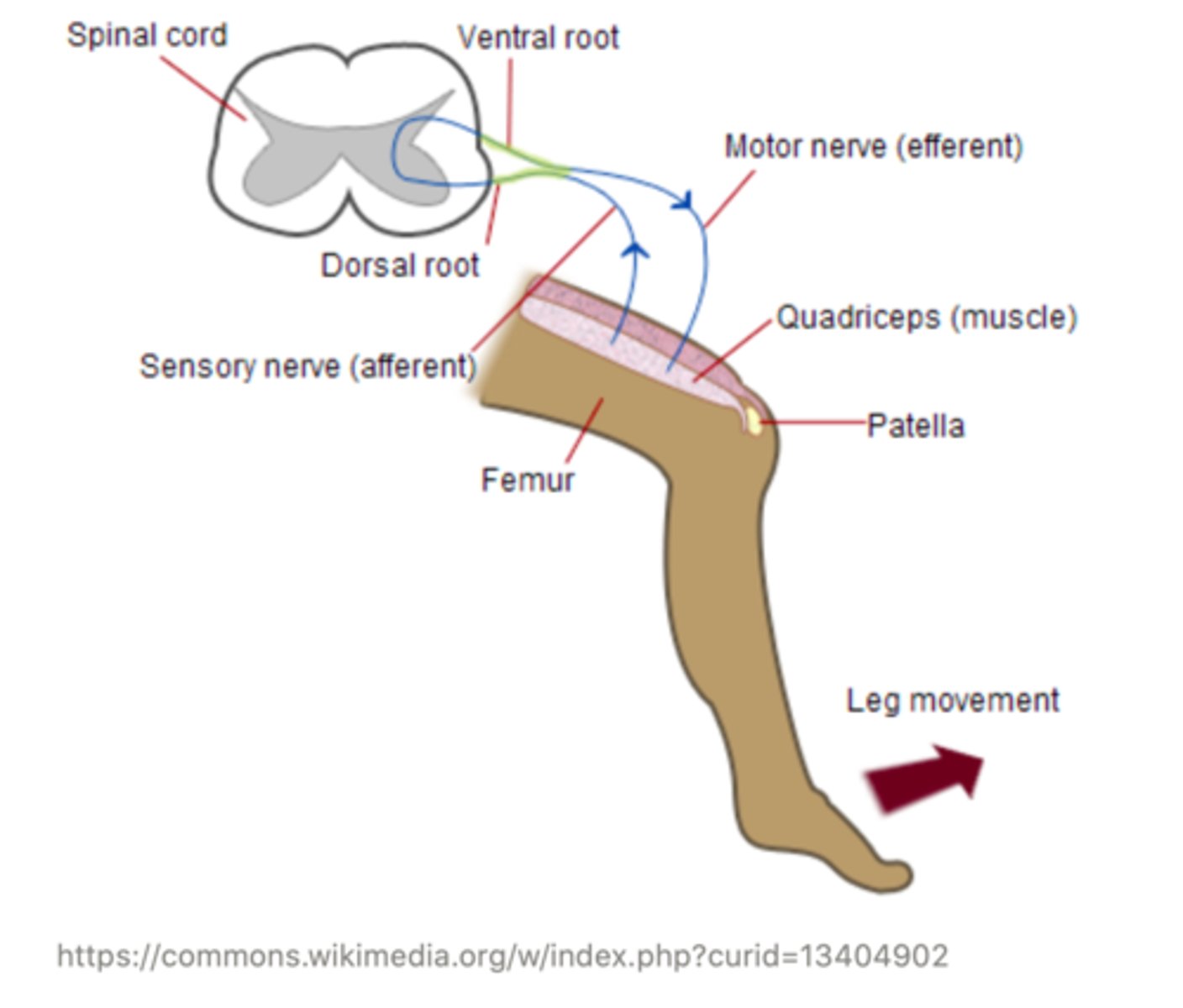 <p>afferent</p>