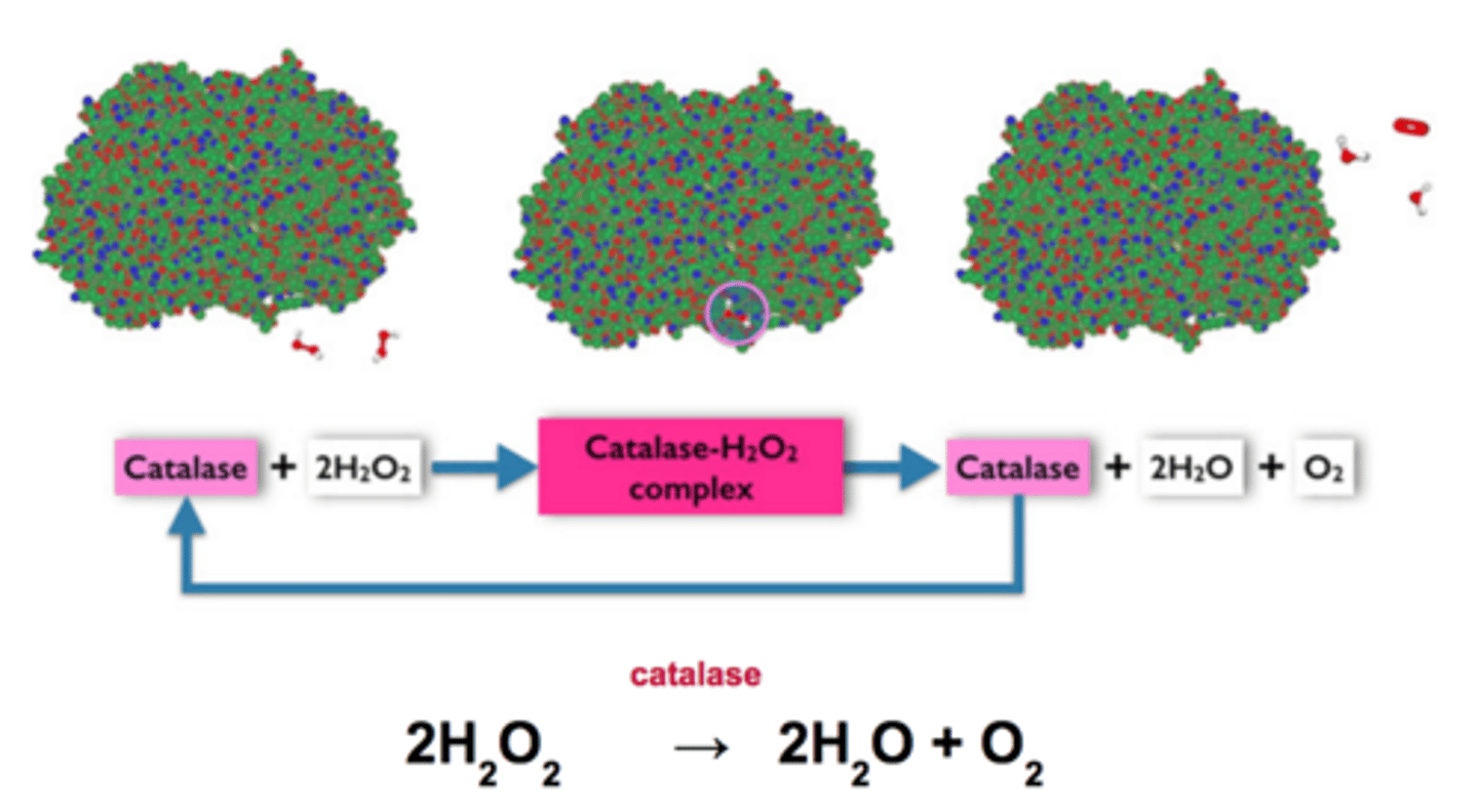 <p>One molecule of catalase can break 40 million molecules of hydrogen peroxide each second</p>