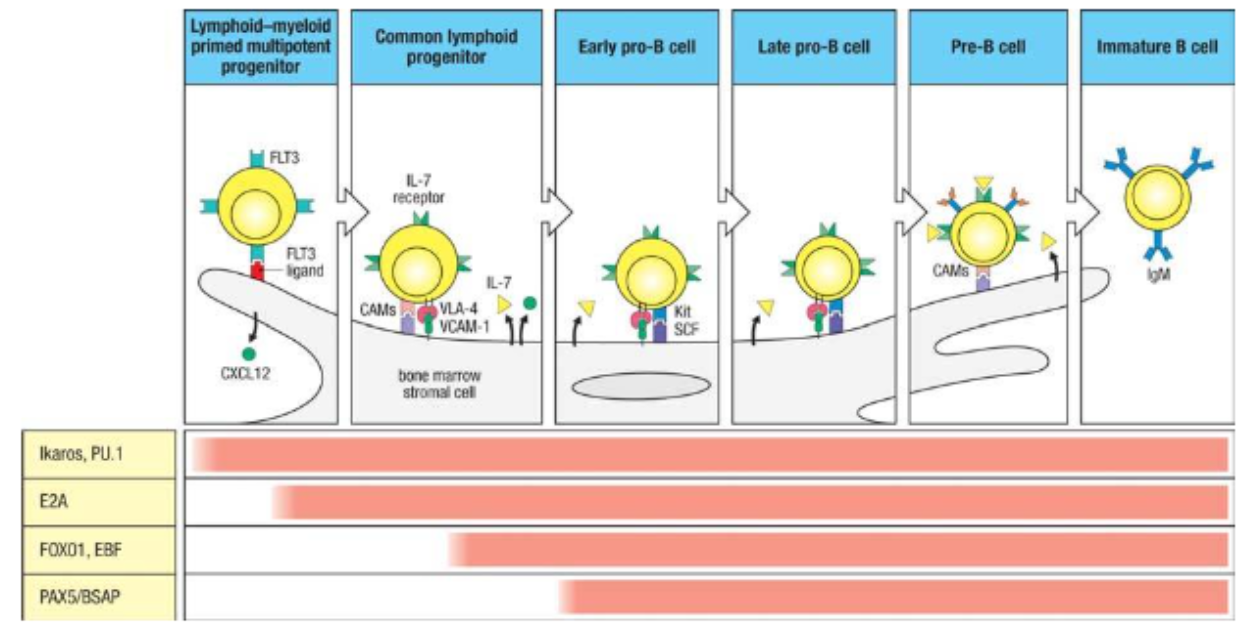 <ul><li><p><strong>Bone Marrow Stromal Cells</strong>: Essential for B cell development from early progenitors to immature B cells.</p></li></ul><p><strong>Key Interactions</strong>:</p><ul><li><p><strong>FLT3 Signaling</strong>: FLT3 on progenitors binds FLT3 ligand on stromal cells, aiding in differentiation to common lymphoid progenitors.</p></li><li><p><strong>CXCL12 Retention</strong>: Retains stem cells and progenitors near stromal cells.</p></li><li><p><strong>IL-7 Support</strong>: IL-7 from stromal cells binds to IL-7 receptors, crucial for B cell development.</p></li><li><p><strong>Adhesion &amp; Proliferation</strong>:</p><ul><li><p><strong>Integrin VLA-4</strong> on progenitors binds <strong>VCAM-1</strong> on stromal cells, aiding adhesion.</p></li><li><p><strong>SCF/Kit Activation</strong>: SCF on stromal cells activates Kit on progenitors, promoting proliferation.</p></li></ul></li></ul><p></p>