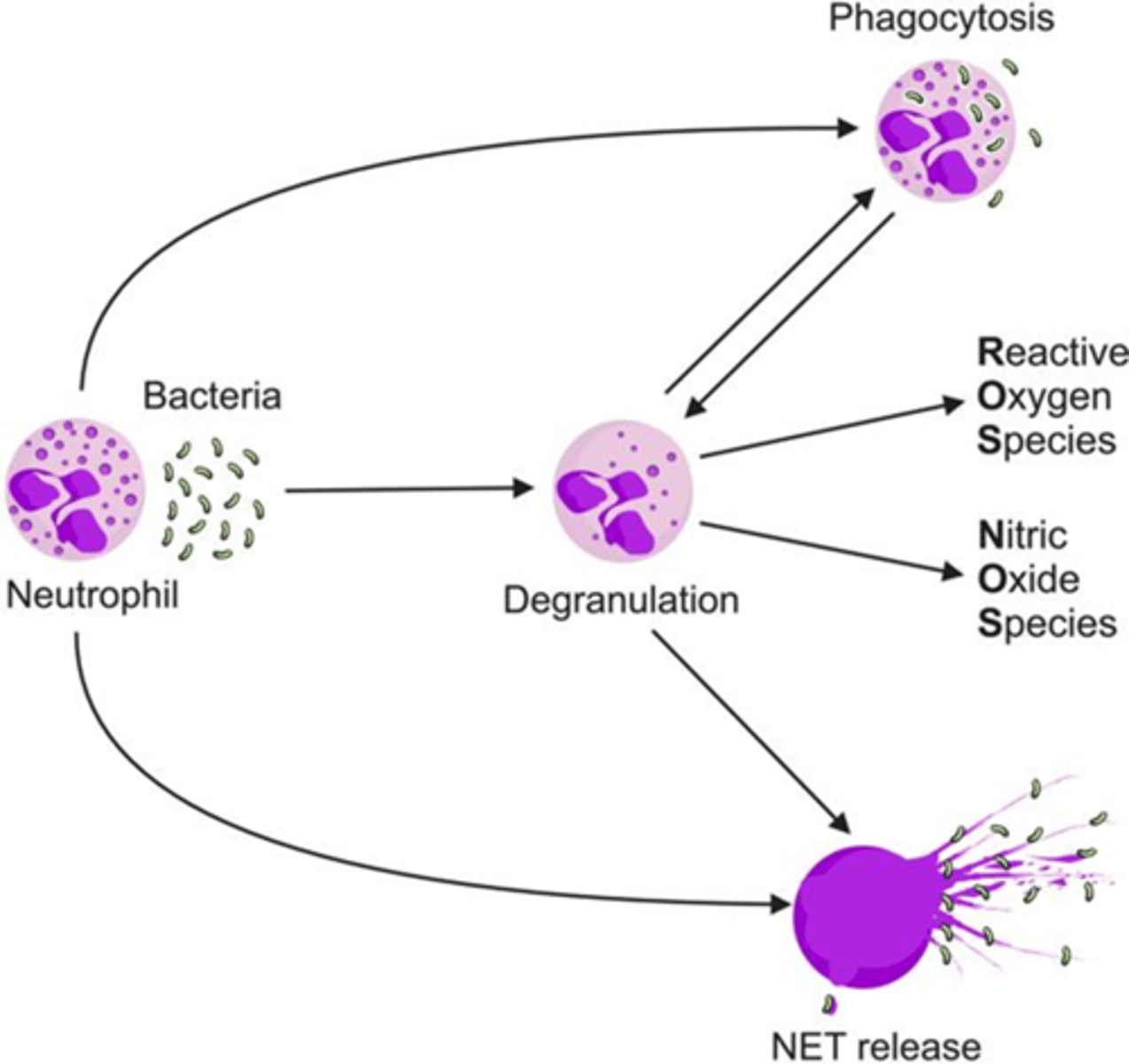 <p>Phagocytosis</p><p>Degranulation</p><p>Netosis</p>