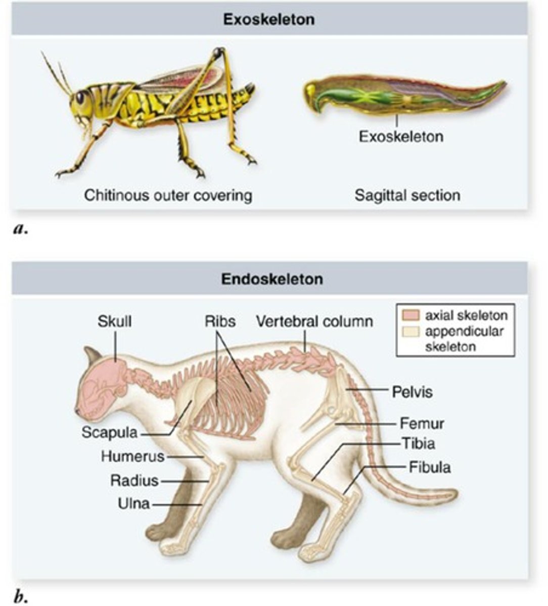 <p>skeleton inside the body</p>