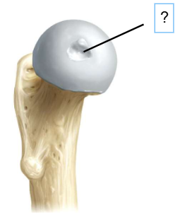 <p>Nom et caractéristiques de ce relief ?</p>