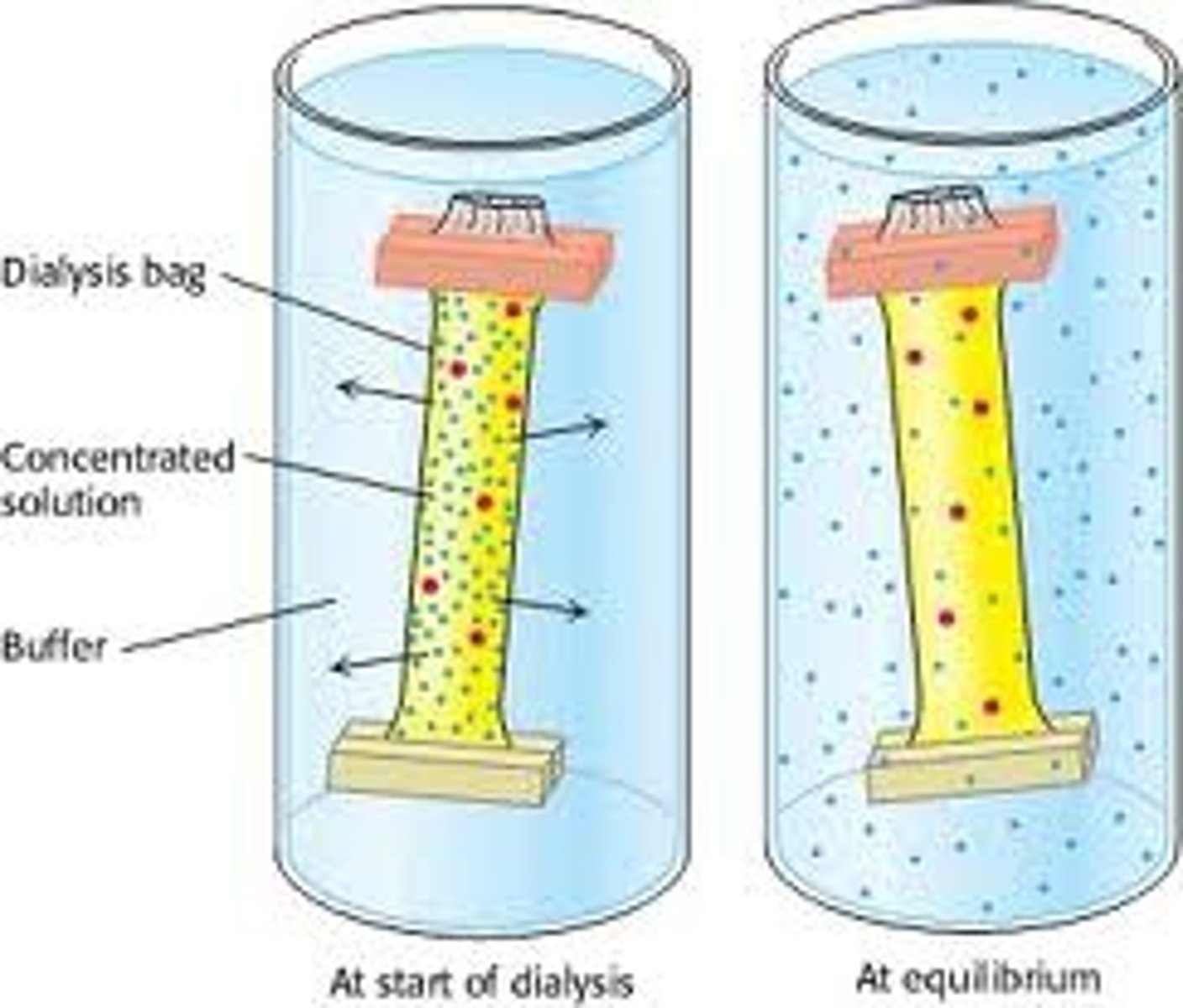 <p>Proteins can be separated from small molecules (e.g.,salt) by dialysis through a semipermeable membrane, such as a cellulose membrane with pores.</p><p>• Molecules larger than the pore diameter remain inside the dialysis bag.</p><p>• Smaller molecules and ions diffuse down their concentration gradients and emerge in the solution outside the bag</p>