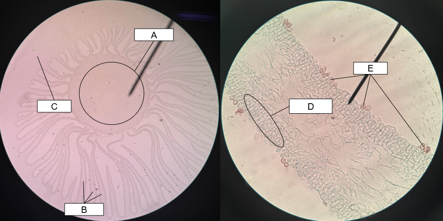 <p>What is the ploidy of the gills, stipe, and pileus</p>