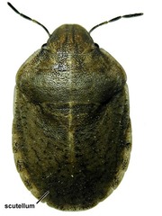 terrestrial
