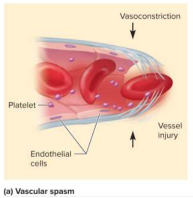 <p>Vascular spasm</p>
