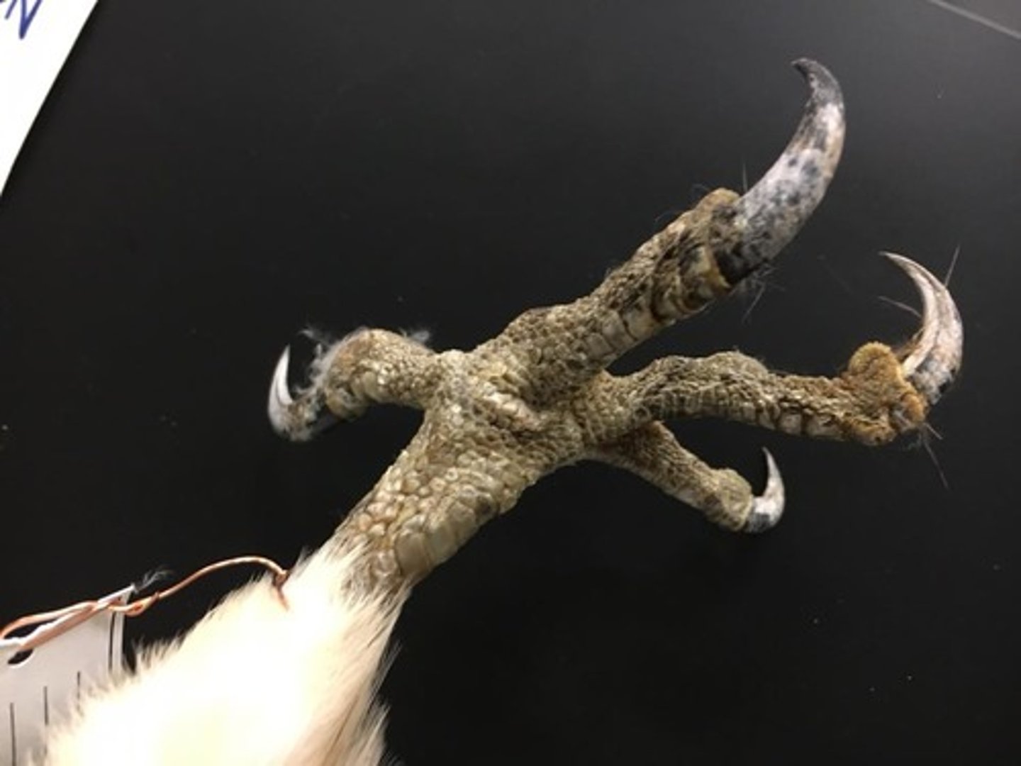 <p>raptorial (catch prey and rip&amp;shear)</p>