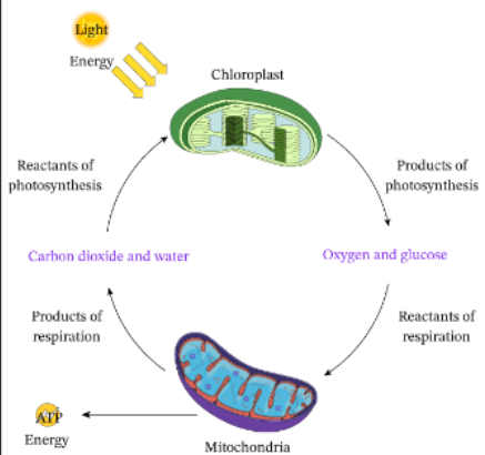 <p>organisms produce CO2 as a byproduct of cellular respiration</p><ul><li><p>plants release some of CO2 into atmosphere</p></li><li><p>platns consume some of the CO2 (produced by their own cellular respiration) in photosynthesis</p></li><li><p>plants take in additional atmosphere CO2 through stomata (consumed in photosynthesis)</p></li></ul><p></p>