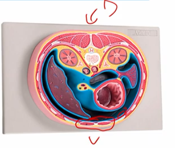 <ul><li><p> line surfaces, cavities, and organs</p></li><li><p>protective (skin)</p></li><li><p>absorption (digestive tract)</p><ul><li><p>define (organs)</p></li></ul></li><li><p>polarized: apical, basal</p></li></ul><p></p>