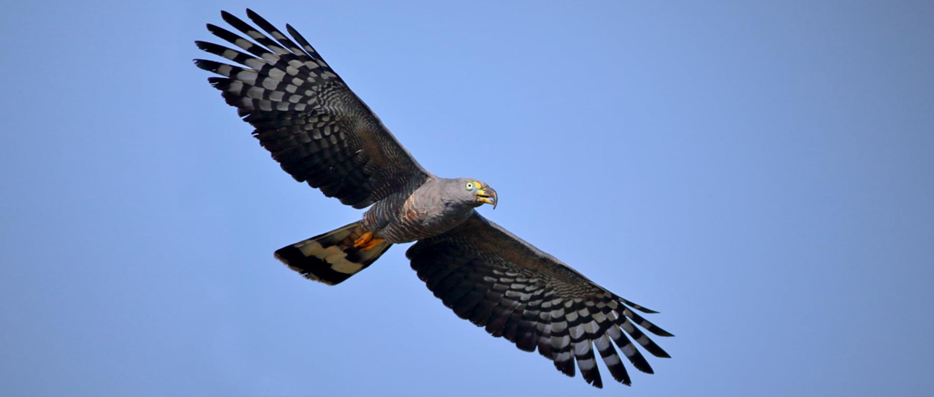 <p>Hook-bille dKite</p>