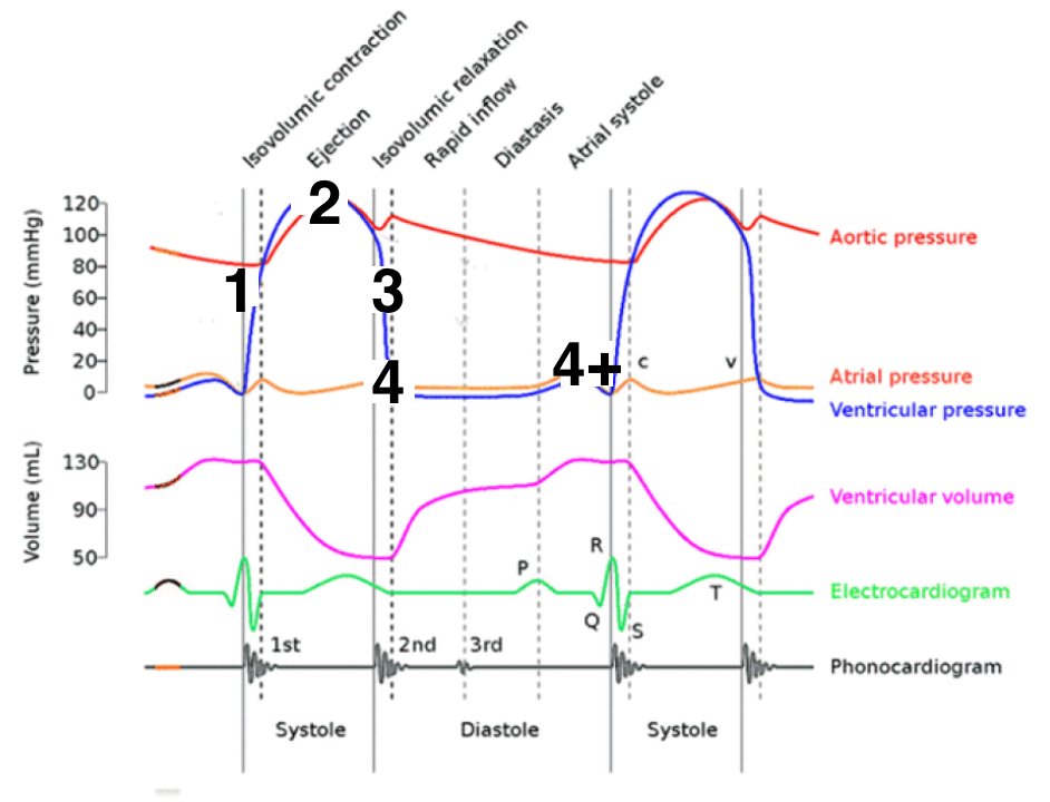 <ol><li><p>Shows the four phases on the cardiac cycle</p></li><li><p>Pressure changes</p></li></ol>