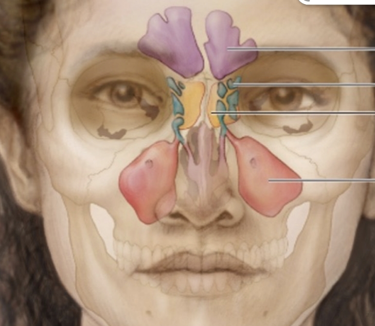 <p>Frontal, ethmoidal, sphenoidal, maxillary.</p>