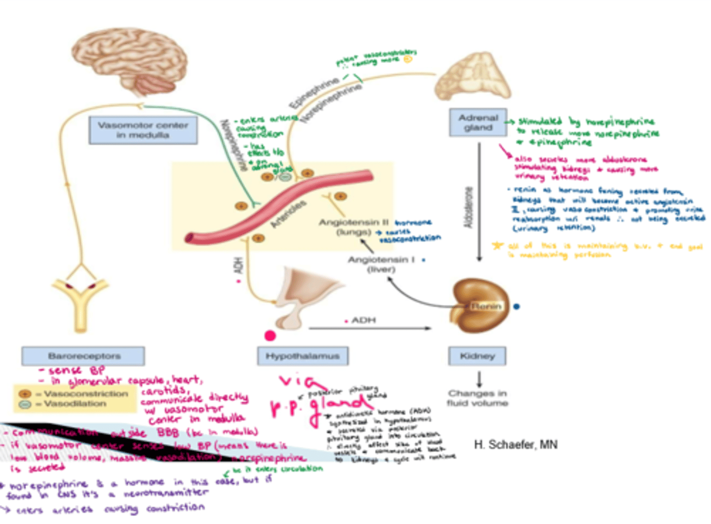 <p>1. baroreceptors (located in glomerulus and heart) notice low BP, and communicate with the vasomotor centre in the medulla</p><p>2. norepinephrine is secreted via the vasomotor centre as a HORMONE because it is being secreted into circulation (it is a NT within CNS), causing vasoconstriction</p><p>3. NE secretions stimulate E and NE secretions via the adrenal glands, causing potent vasoconstriction in the arterioles</p><p>4. Adrenal glands also secrete aldosterone, causing urinary retention.</p><p>5. Aldosterone stimulates renin in the kidneys</p>