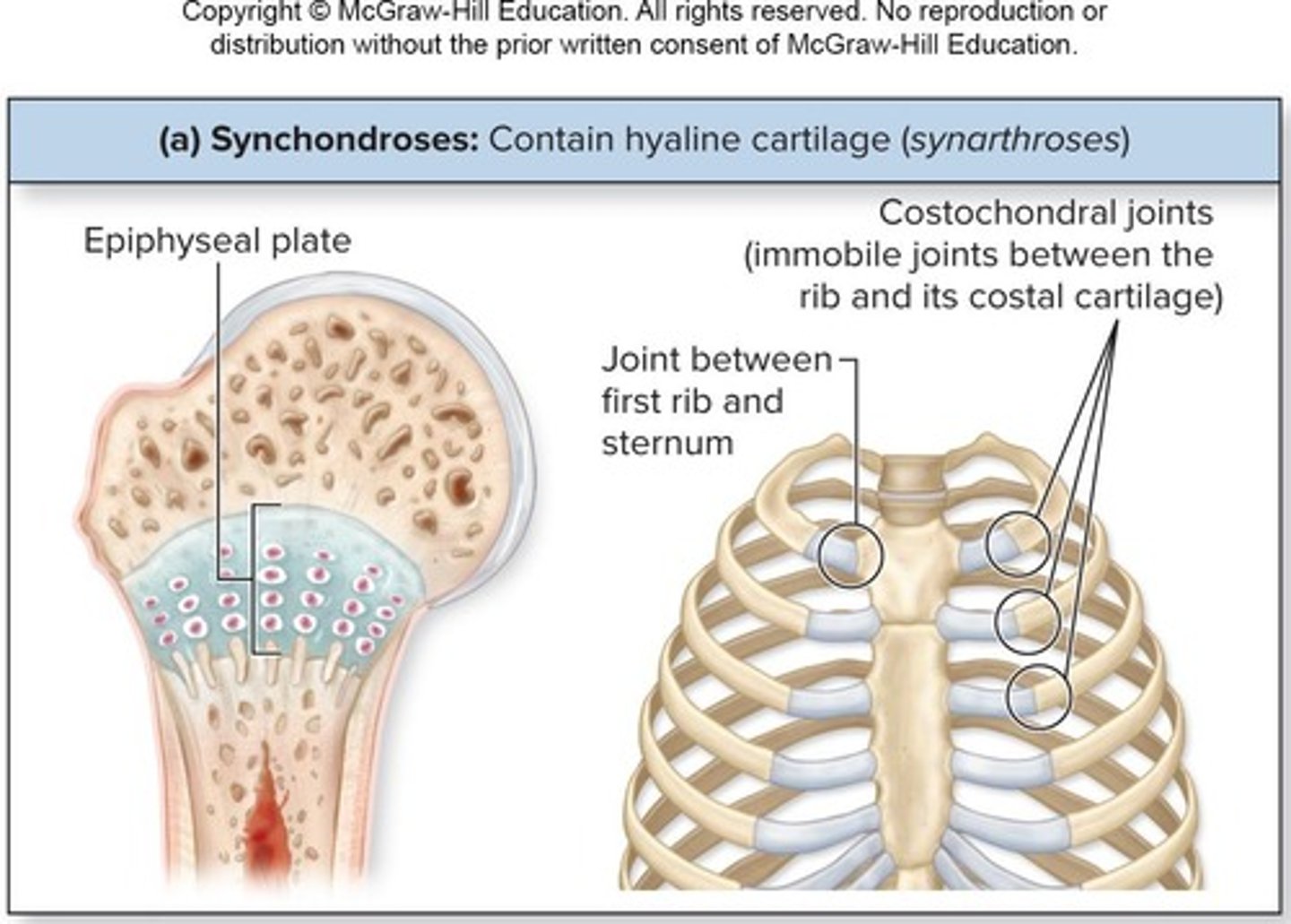 <p>Bar/plate of hyaline cartilage unites bones and are all synarthrotic</p>