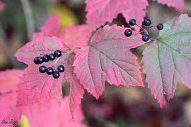 <p>maple-leaf viburnum, Viburnum acerifolium, Adoxaceae</p>