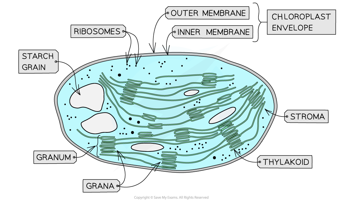 <p>What is the function and structure of the chloroplasts?</p>