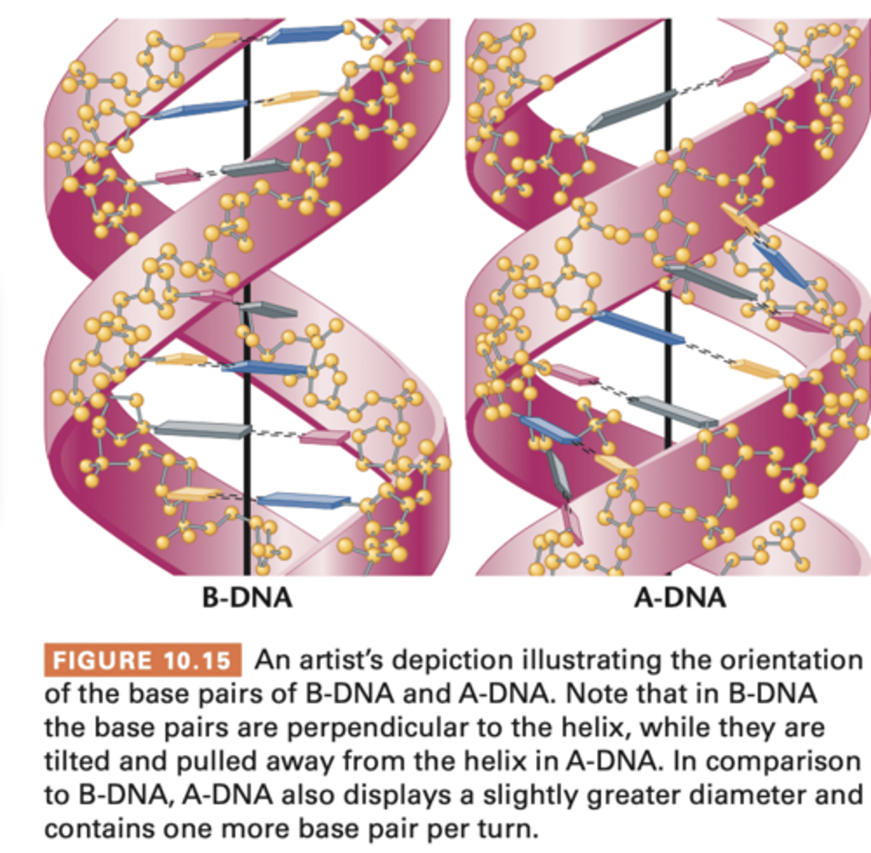 <p>diffract x rays at about 1A intervals (v 5) therefore every atom is visible and greater in structural detail</p><p>saw:</p><p>A-DNA is more compact, 9 bp in each complete turn of the helix, 23A in diameter (compared to B-DNA), right-handed (also), bases are tilted and placed laterally in relation to axis of helix therefore different appearance of major and minor grooves, thus doubtful A-DNA happens in vivo</p><p>C-DNA found under greater dehydration conditions than those observed in isolation of A and B DNA</p><p>D and E DNA occur in helices lacking G</p><p>P DNA, if DNA is artificially stretched,</p><p>Z-DNA left handed helix, think regions exist in chromosomes of living organisms (still unknown)</p>