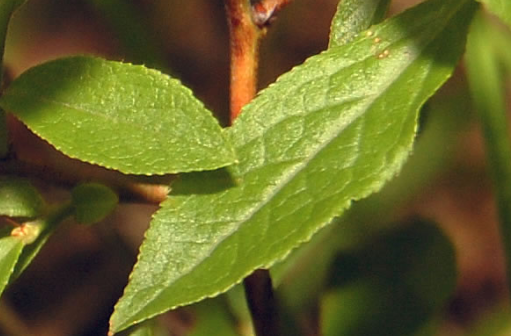 term image