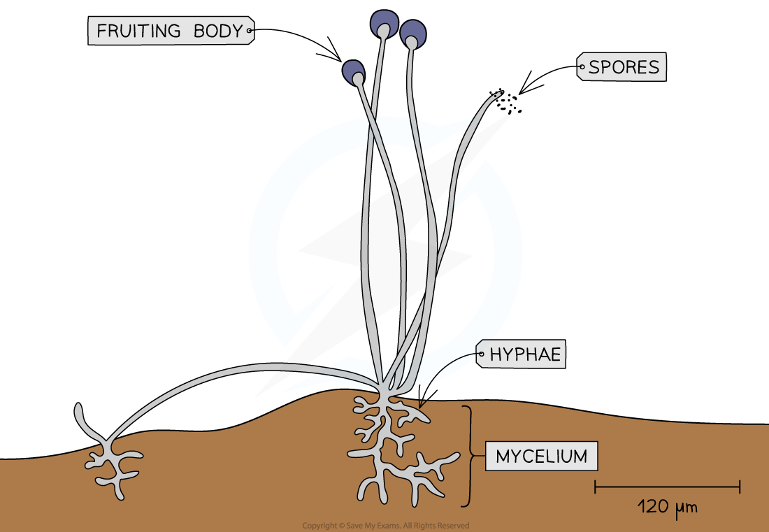 <p>nucleus</p><p>cytoplasm</p><p>ribosomes</p><p>cell membrane</p><p>cell wall</p><p></p><p>multicellular fungi are made up of thread-like structures called <strong>hyphae </strong>that contain <strong>many nuclei </strong>and are organised into a <strong>network </strong>known as a <strong>mycelium</strong></p>