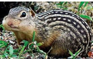 <p>alternating longitudinal stripes of dark brown and tan; dark brown stripes broad and have tan dots</p>