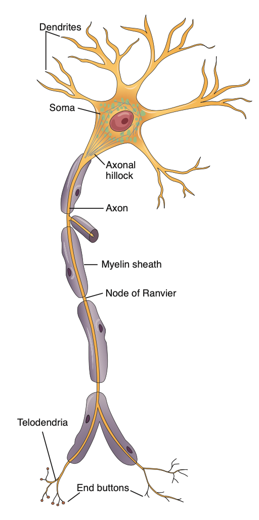 Transmits electrochemical signals that control body functions 

Parts: Cell body, dendrites, and the axon (which is covered by myelin)