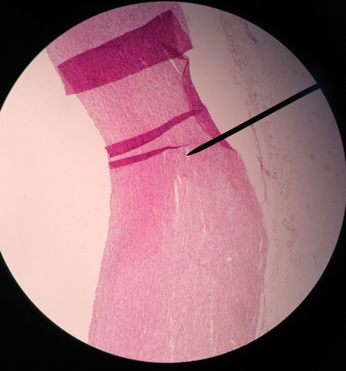 Histology Exam 2 Lab Microscopes and All Notes Flashcards Knowt