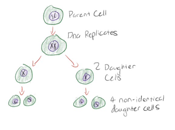 <p>4 non-identical daughter cells that have half the number of chromosomes of the parent daughter cells</p>