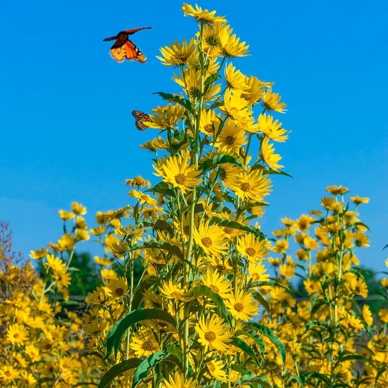 <p>Helianthus Maximiliani</p>