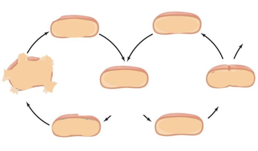 <p>Lytic &amp; Lysogenic cycle</p>