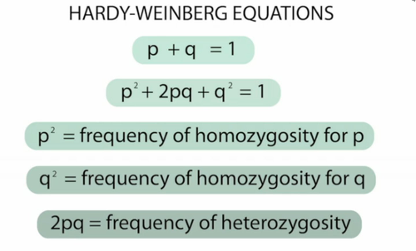 <p>p^2 + 2pq + q^2 = 1</p><p>p + q = 1</p>